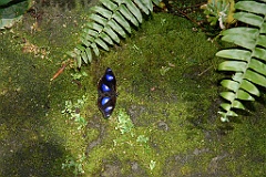 0687 Butterfly Sanctuary Kuranda